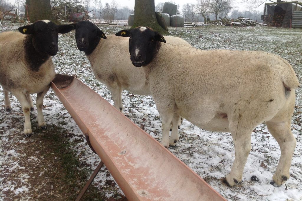 Дорпер порода овець: опис, продуктивність, правила утримання