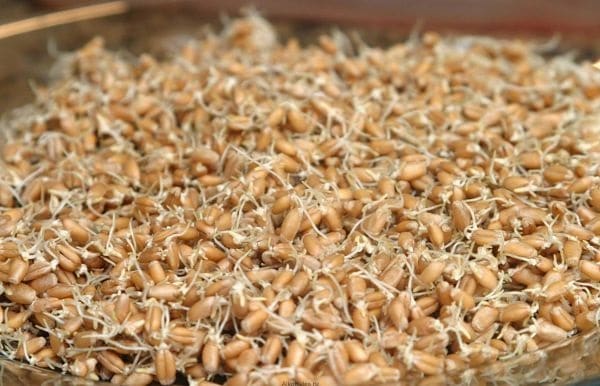 Самогон з пророщеної пшениці: способи і правила приготування
