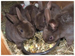 Кролики рекс особливості породи, розведення, догляд та годівля.