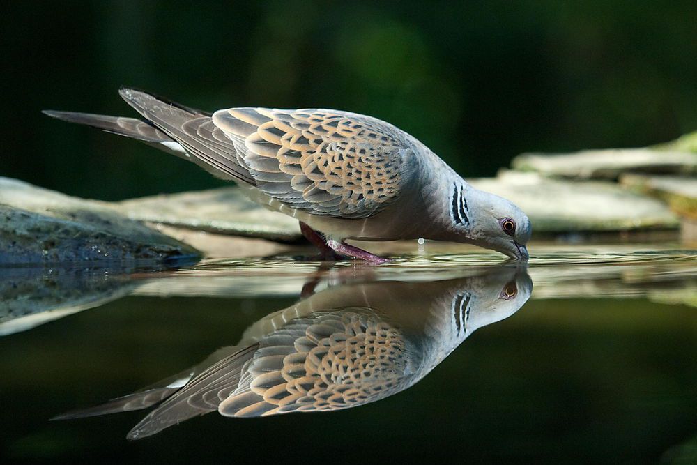 Горлинка – все про характер птахів, а також їх утримання і розведення!