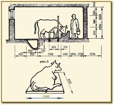 Айрширская порода корів опис, характеристики, відгуки