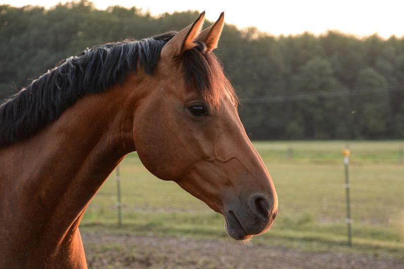 Ганноверська порода коней: зміст, раціон, догляд і нюанси придбання