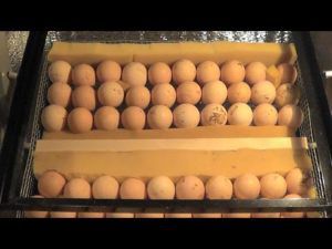 Інкубація бройлерних яєць в домашніх умовах