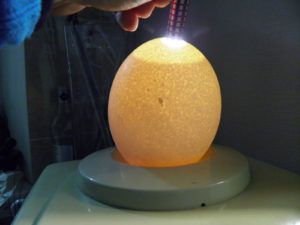 Як посадити гуску на яйця добровільно або примусово? Які яйця підкладати?