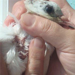 Хвороби голубів та їх лікування різновиди хвороб, симтоми, лікування