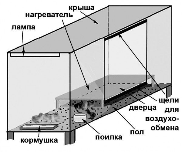 Брудер для курчат своїми руками опис, функції брудера, покрокова інструкція по створенню брудера для курчат своїми руками