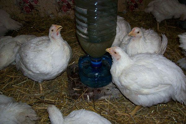 Эриприм: інструкція із застосування у ветеринарії, пробіотики для курчат