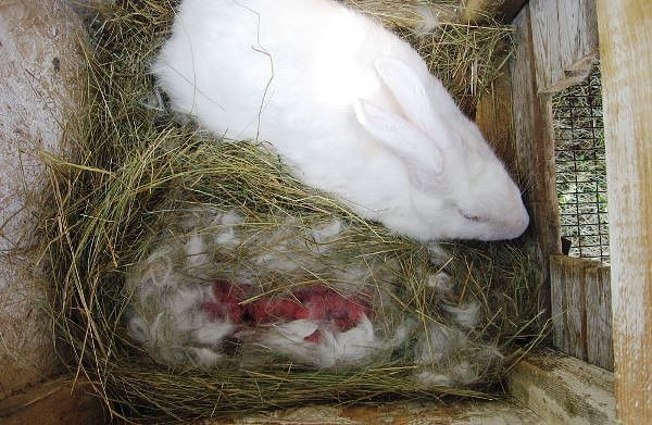 Як визначити вагітність кролиці способи визначення, догляд
