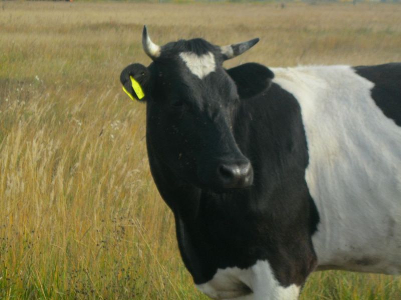 Чорно ряба порода ВРХ розведення, утримання строкатих корів
