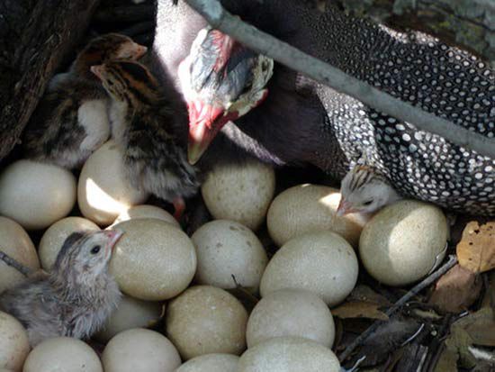 Як розмножуються птиці на фермі: спарювання і висиджування яєць