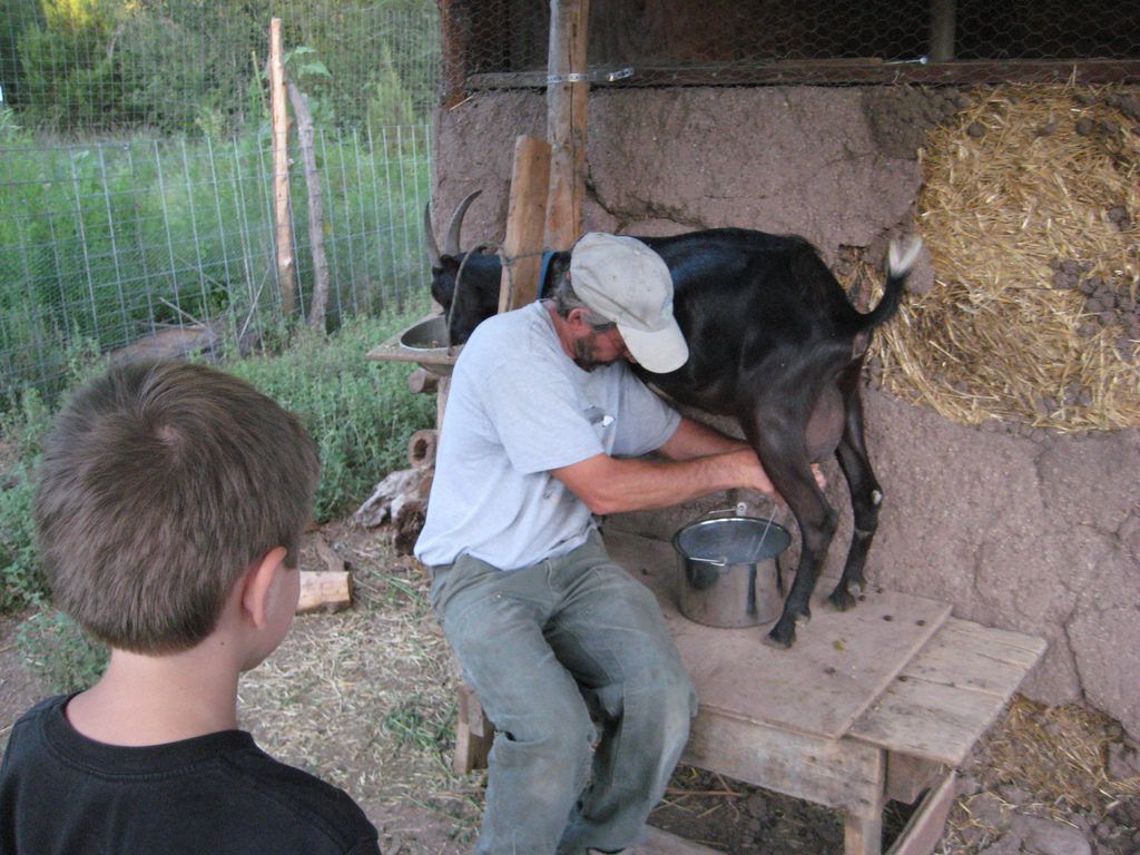 Запуск кози перед окотом: правила, раціон кіз, поради по догляду за козами