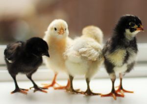 Комбікорм для курчат: особливості вибору та приготування