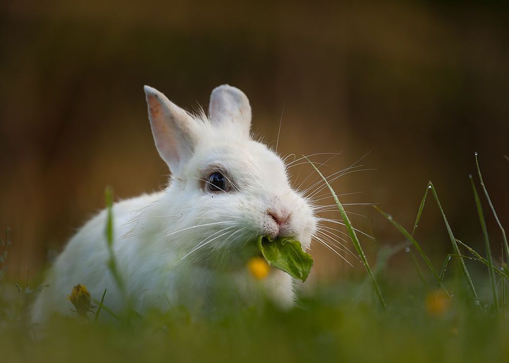 Чим можна годувати кроликів рекомендації, раціон, продукти