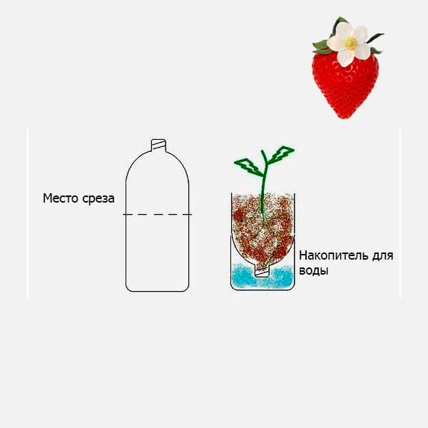 Вирощування полуниці в пляшках. Вибір сорту і особливості