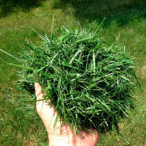 Готуємо органічні добрива з трави своїми руками