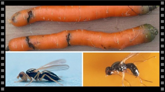 Морквяна муха як з нею боротися
