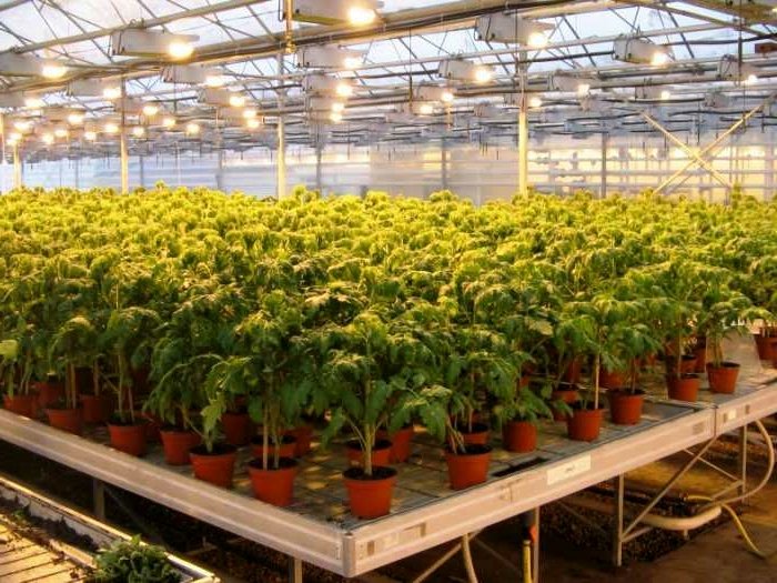 Лампи для вирощування рослин: види, особливості застосування, переваги і недоліки