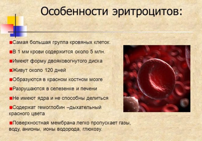 Підвищені еритроцити в крові у дитини – причини й рішення