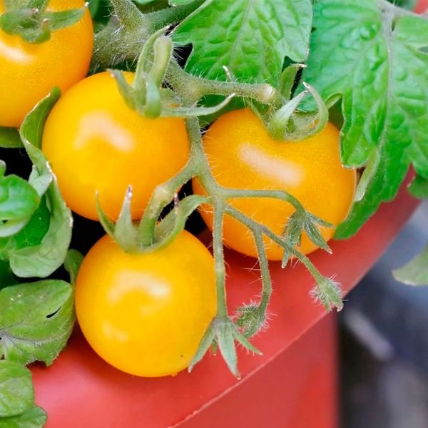 Органічні добрива для помідорів. Перевірені прийоми внесення добрив