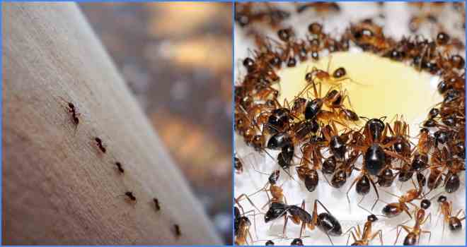 Дрібні мурашки в квартирі: як можна позбутися