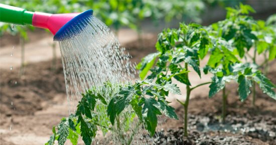 Як правильно поливати рослини щоб їм не нашкодити