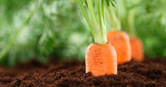 Чому тріскається моркву і як цього не допускати