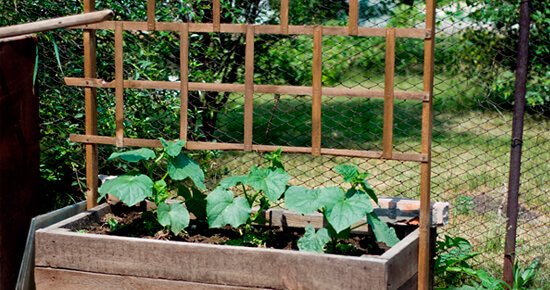 Як виростити хороший урожай огірків у відкритому грунті