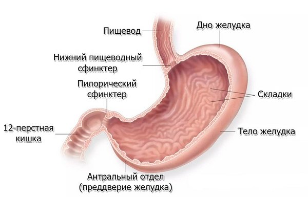 Біопсія шлунка з допомогою ендоскопії: показання та протипоказання