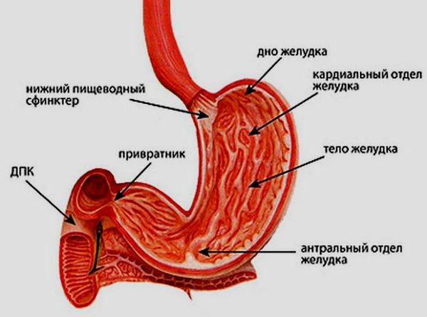 Види метаплазії шлунка, її причини появи і лікування