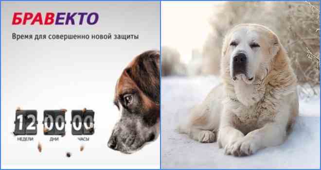 Таблетки Бравекто для собак: ефективний і безпечний препарат