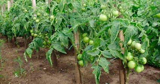 Як збільшити врожайність томатів. Секрети гарного врожаю