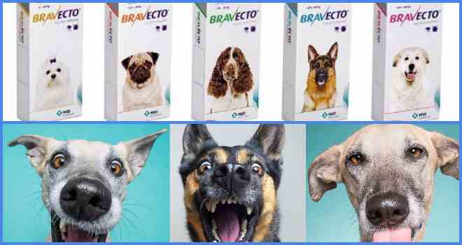 Таблетки Бравекто для собак: ефективний і безпечний препарат