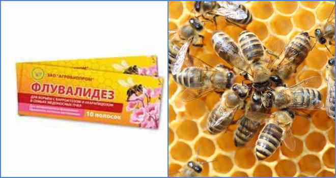 Що таке варроатоз бджіл і які методи її лікування