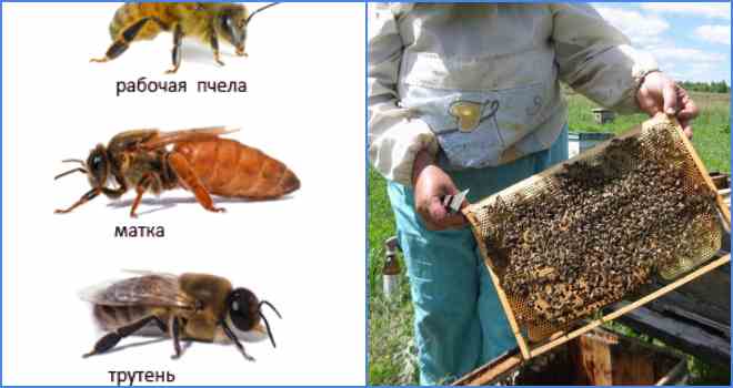 Що таке варроатоз бджіл і які методи її лікування