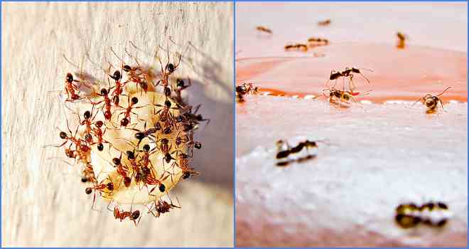Дрібні мурашки в квартирі: як можна позбутися