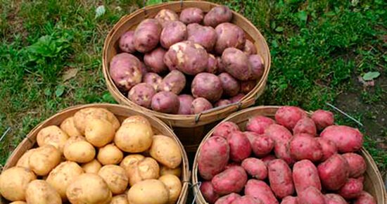 Які сорти картоплі краще використовувати для посадки