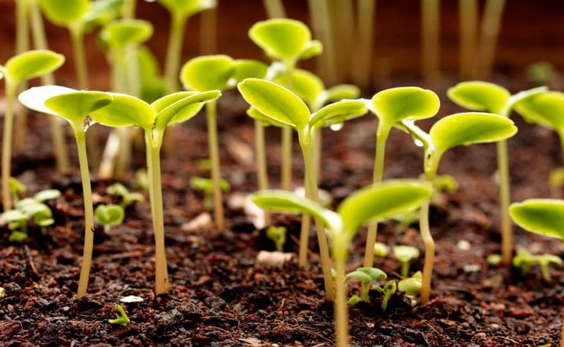 Чому не ростуть огірки в теплиці: 10 причин