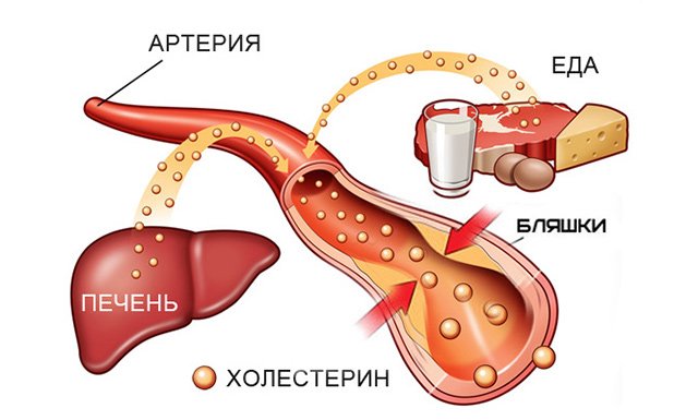 Холестерин ЛПВЩ — ліпопротеїни високої щільності