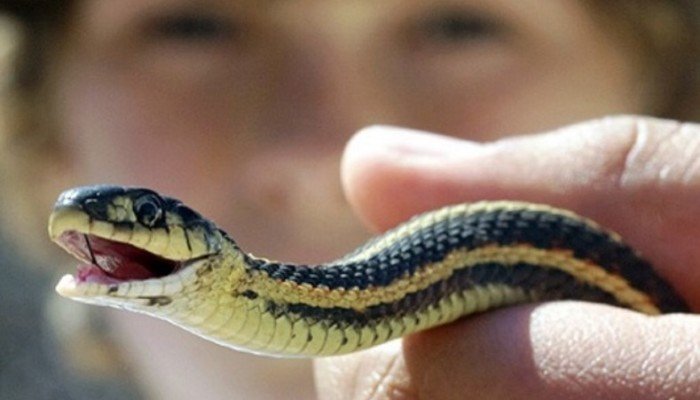 Боязнь змій: як називається фобія та її причини