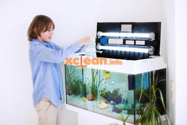 Міняємо воду в акваріумі правильно – текстова і відео інструкція; як часто це потрібно робити в домашніх умовах