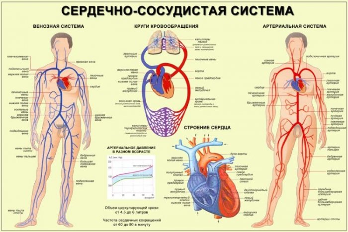 Серцево судинні захворювання: список, симптоми і лікування
