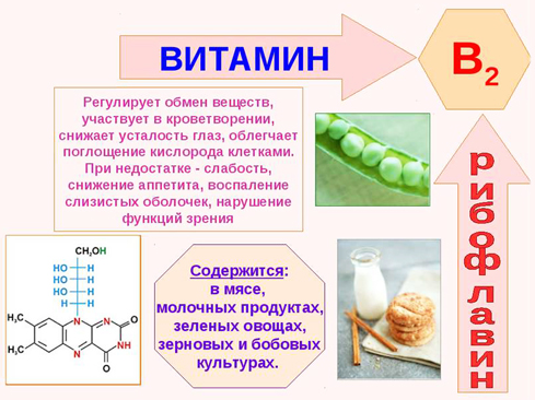 Вітамін В2 (Рибофлавін): в яких продуктах міститься, для чого потрібен організму, застосування вітаміну B2