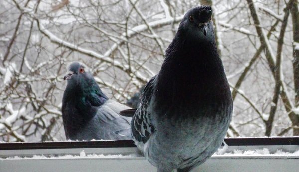 Прикмета: що значить, якщо голуб сів на підвіконня за вікном?