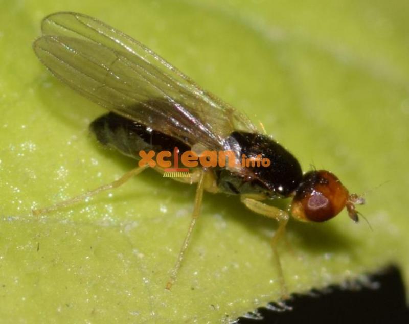 Як позбутися від земляний мухи (морквяної, цибулевої, капустяної) в домашніх умовах? – народні та хімічні методи боротьби