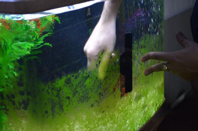 Чистимо акваріум в домашніх умовах правильно – види забруднень, порядок роботи, пристосування та засоби; інструкція з відео