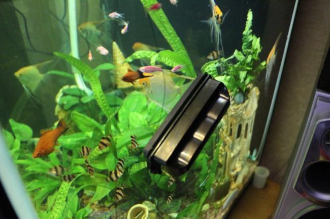 Чистимо акваріум в домашніх умовах правильно – види забруднень, порядок роботи, пристосування та засоби; інструкція з відео