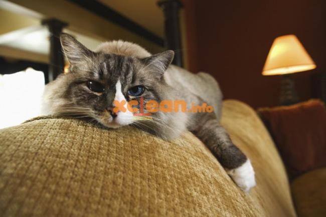 Як і чим можна вивести запах котячої сечі з дивана в домашніх умовах? – народні методи і спеціальні засоби
