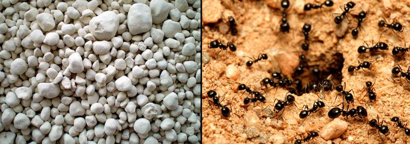 Позбавляємося від нашестя мурашок в теплиці: методи, які діють