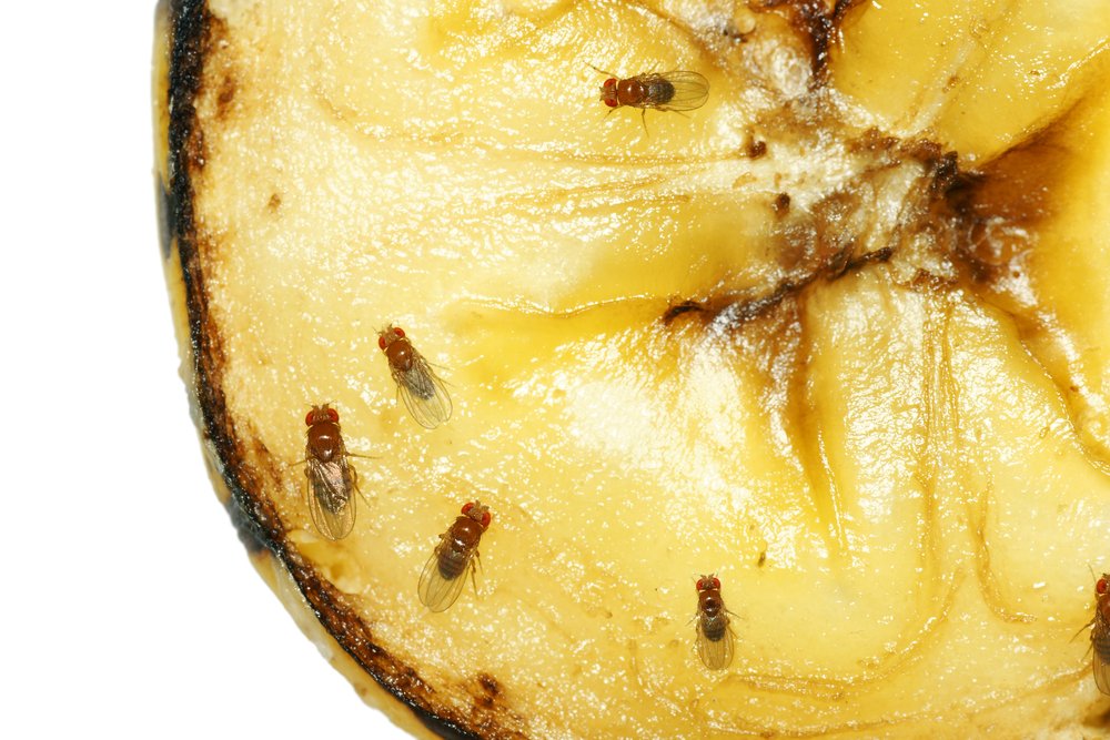 Харчові мошки в крупах і фруктові на кухні – як швидко позбутися народними засобами в домашніх умовах; звідки беруться комахи і як запобігти їх появі?