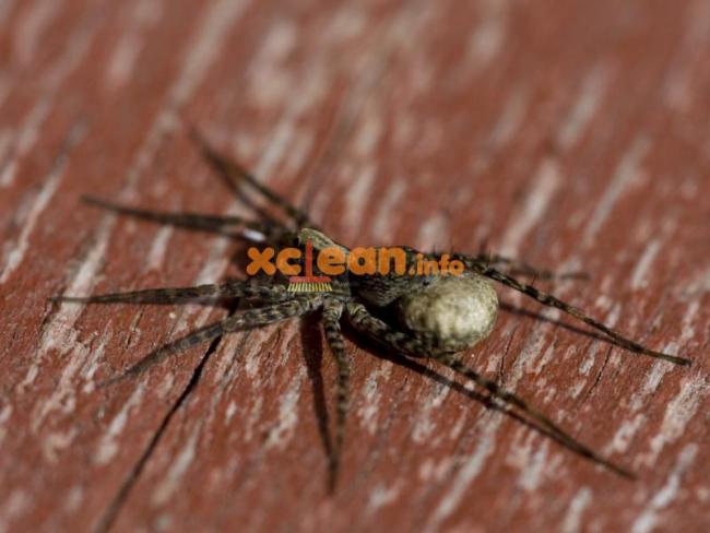 Причини, чому павуки зявляються в квартирі і як їм запобігти; методи боротьби